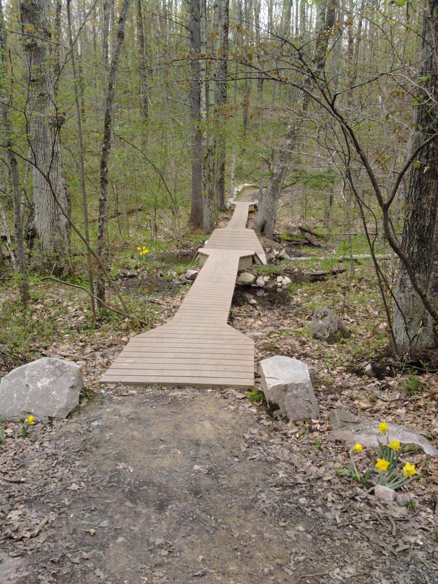 A wooden path winds through a forest, leading over a small stream. Surrounding the path are trees with budding leaves and patches of ground covered in fallen leaves. Yellow flowers bloom near the path, adding a splash of color to the serene natural setting. Pine Hill Park mountain bike trail.