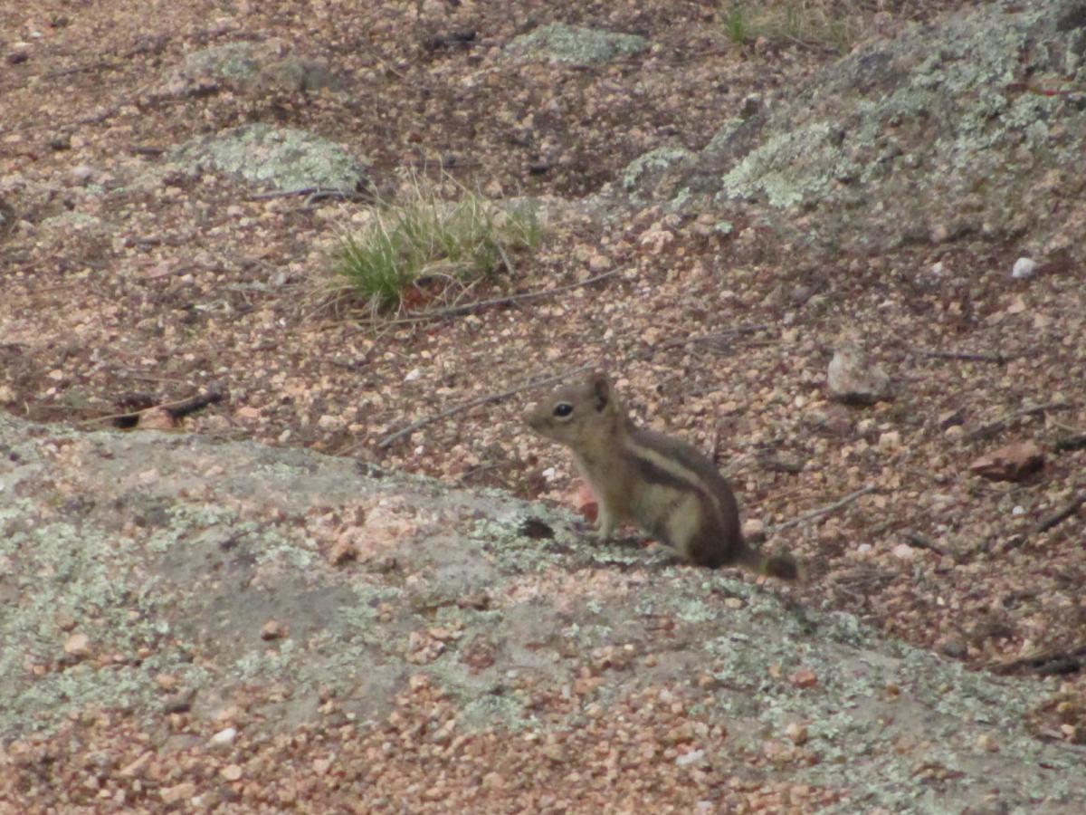 A small chipmunk sitting on a rocky surface, surrounded by earthy ground, pebbles, and sparse grass. Colorado Trail: Buffalo Creek To Lost Creek Wilderness Boundary mountain bike trail.