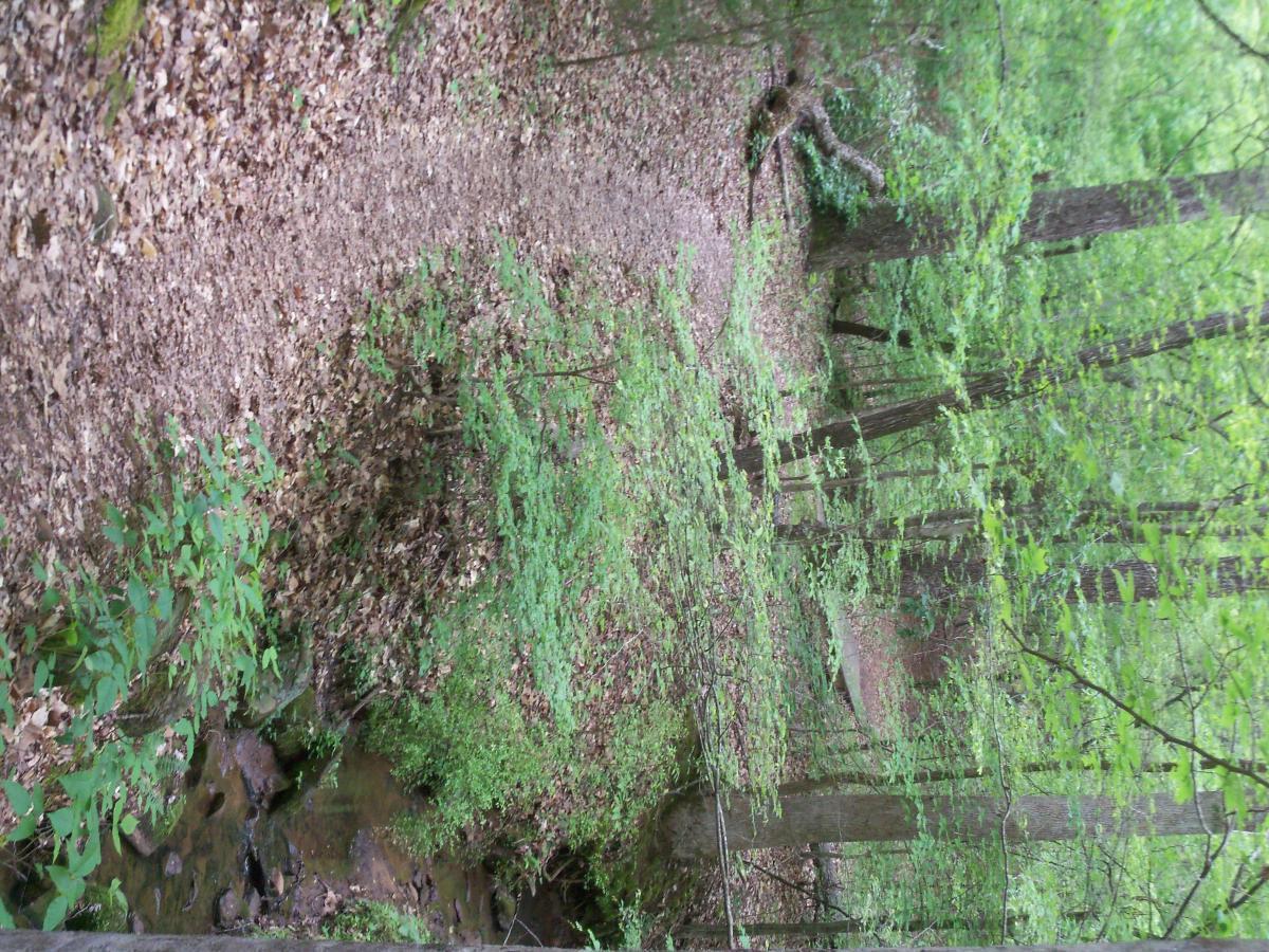 A serene forest path winding through lush greenery, with a carpet of leaves on the ground and a small stream visible on the left side. Sunlight filters through the trees, casting a gentle glow on the vibrant foliage. Lynches Woods mountain bike trail.