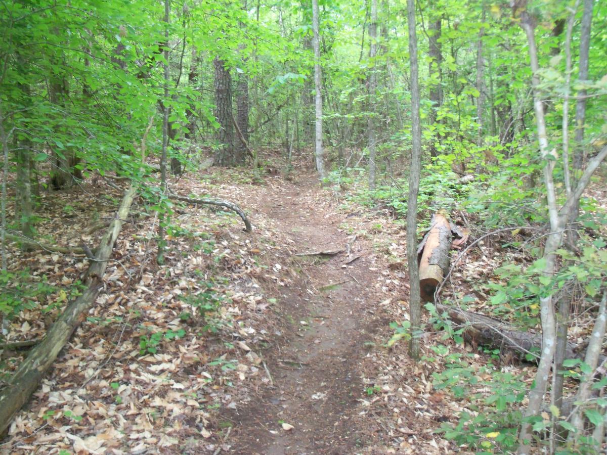 A narrow dirt path winding through a lush green forest, lined with trees and fallen leaves. The foliage is dense, creating a vibrant, natural environment. Lynches Woods mountain bike trail.