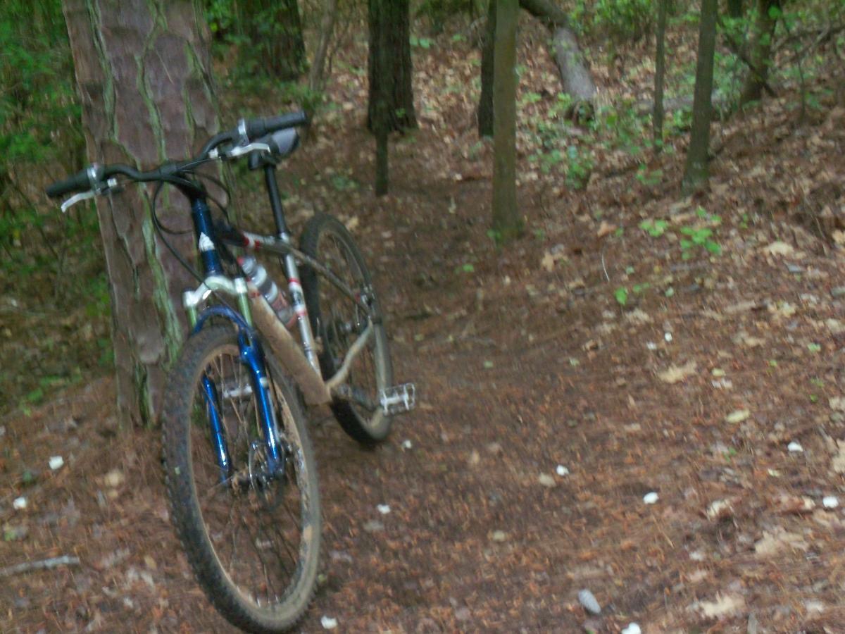 A mountain bike resting against a tree on a narrow dirt path surrounded by green foliage and fallen leaves in a forest setting. Lynches Woods mountain bike trail.