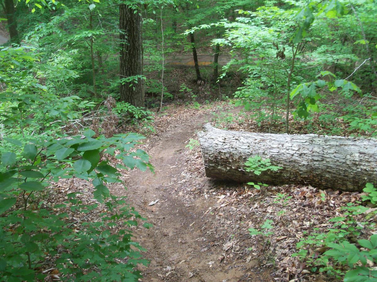 A dirt path winding through a lush green forest, with a large fallen log lying across the trail. Surrounding foliage includes various shades of green leaves, with trees in the background creating a serene, natural setting. Lynches Woods mountain bike trail.