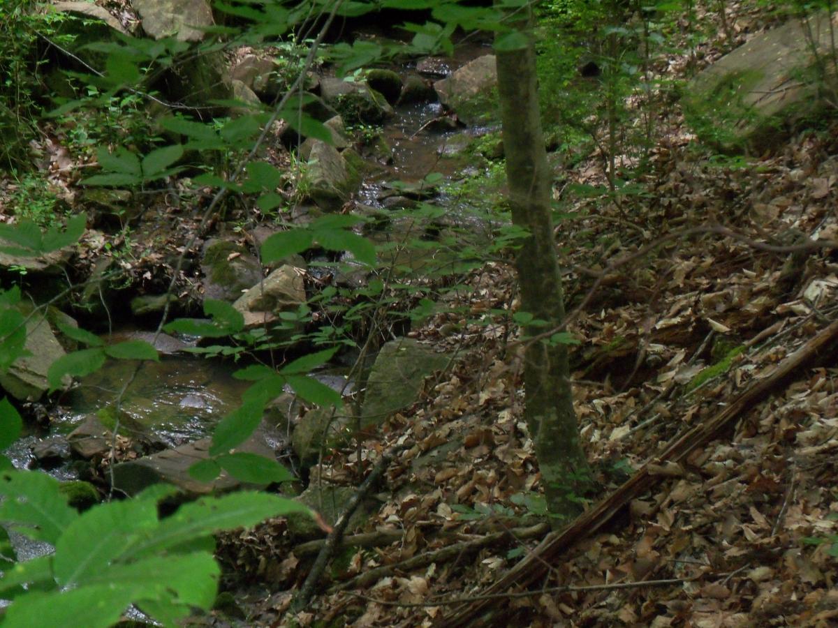A peaceful forest scene featuring a small stream flowing over rocks, surrounded by green leaves and fallen foliage. The dense greenery suggests a lush, natural environment, with sunlight filtering through the trees. Lynches Woods mountain bike trail.