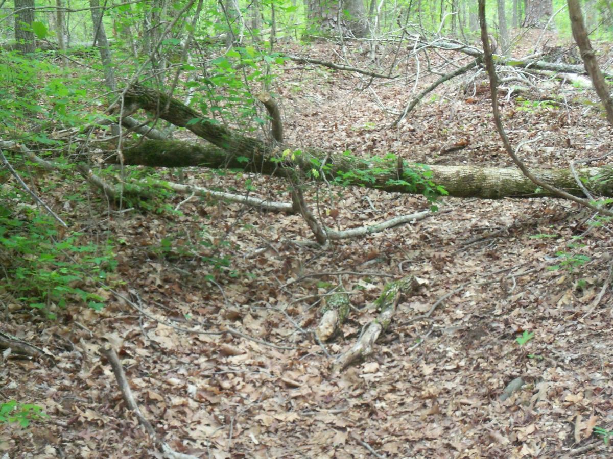 A wooded area with fallen logs and branches on a bed of dry leaves. Green foliage is visible throughout, indicating a natural forest setting. Lynches Woods mountain bike trail.