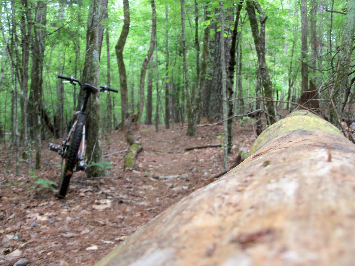A mountain bike leaning against a tree in a dense forest, with a fallen log in the foreground and a winding dirt path visible among the trees. The scene is filled with lush green foliage, creating a serene and natural atmosphere. Lynches Woods mountain bike trail.