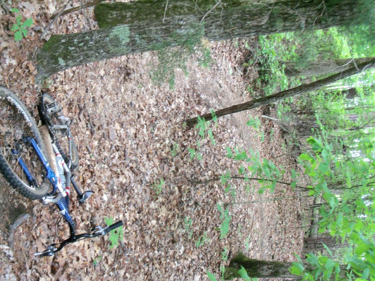 A mountain bike lying on a dirt trail surrounded by leafy ground cover and trees in a wooded area. Lynches Woods mountain bike trail.