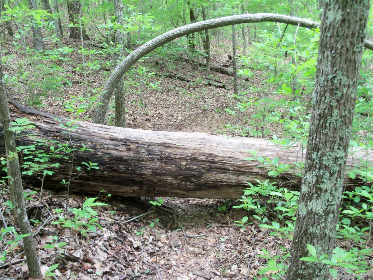 A fallen tree trunk lying across a forest path, surrounded by greenery and underbrush, with a curved branch arching overhead. Lynches Woods mountain bike trail.