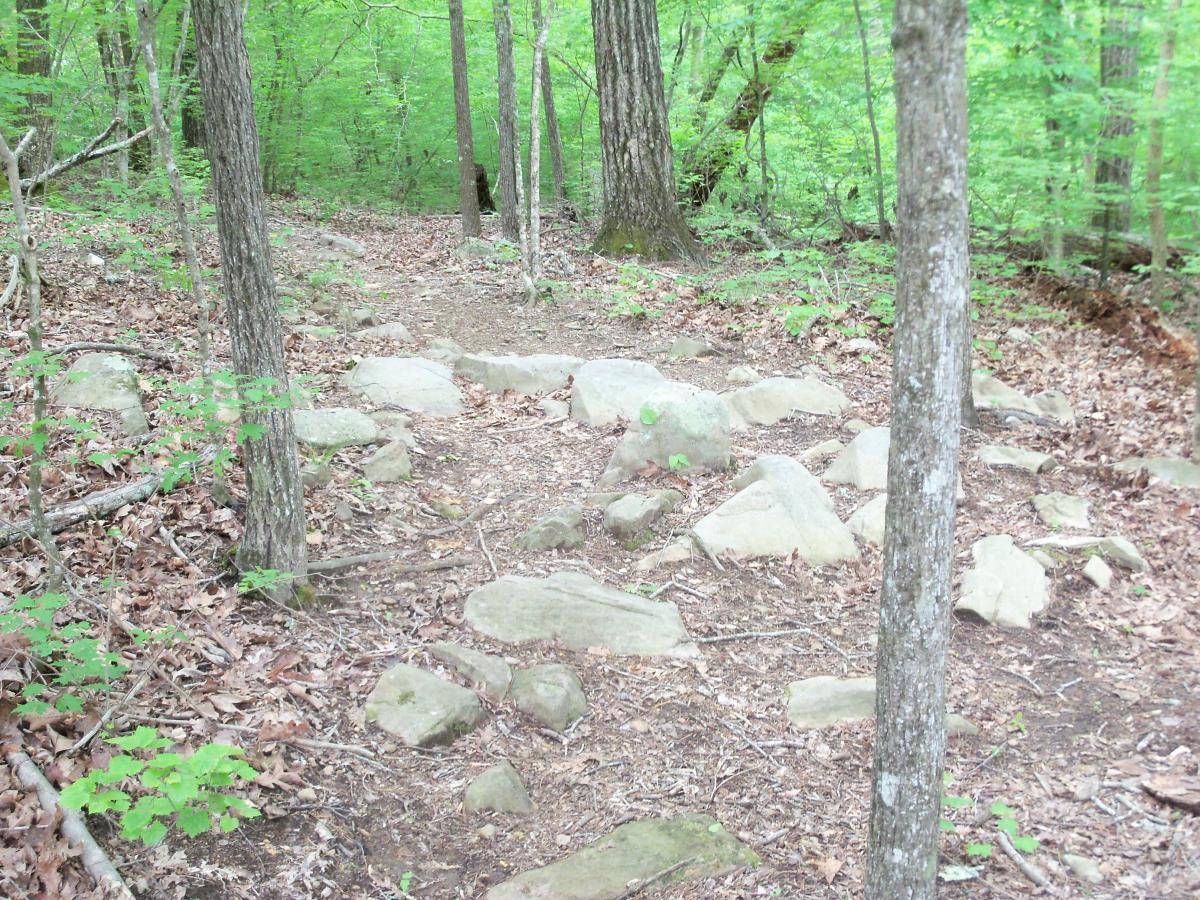 A rocky hiking trail winding through a lush green forest, surrounded by tall trees and scattered leaves on the ground. Lynches Woods mountain bike trail.