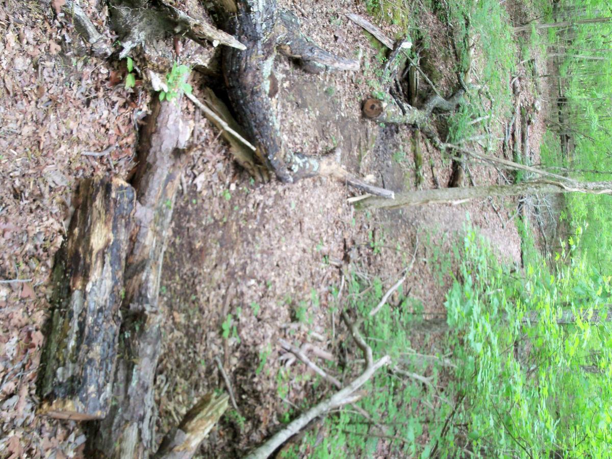 A wooded area featuring fallen logs and scattered leaves on the ground, surrounded by greenery and underbrush. The scene depicts a natural forest environment with various tree trunks and branches visible. Lynches Woods mountain bike trail.