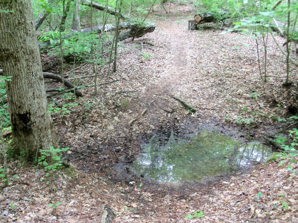 A dirt trail winding through a forest, with patches of fallen leaves and a small puddle of clear water beside the path. Surrounding vegetation includes trees and underbrush, creating a lush, green environment. Lynches Woods mountain bike trail.