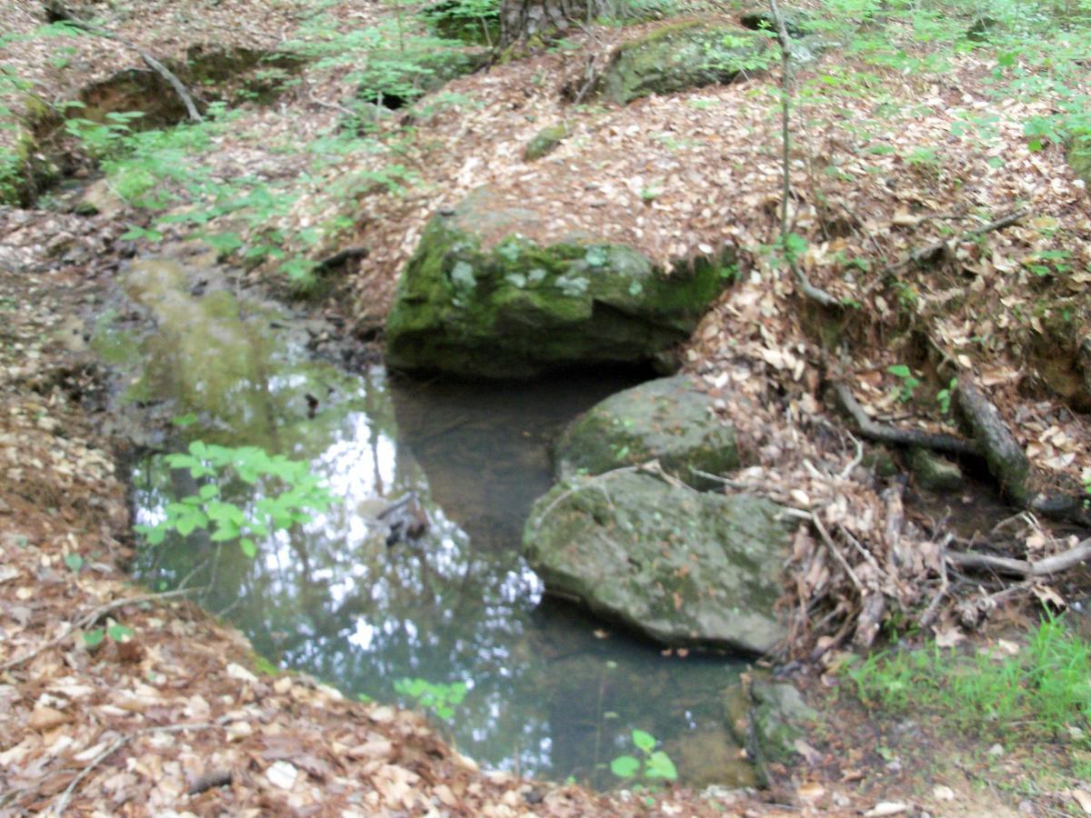 A small, tranquil creek surrounded by lush green foliage and scattered leaves in a wooded area, with large rocks partially embedded in the water. Lynches Woods mountain bike trail.