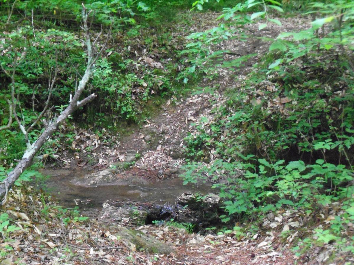 A small, clear stream flowing through a wooded area, surrounded by lush green foliage and scattered dried leaves on the ground. A fallen branch is visible on the left side of the image, adding to the natural scenery. Lynches Woods mountain bike trail.
