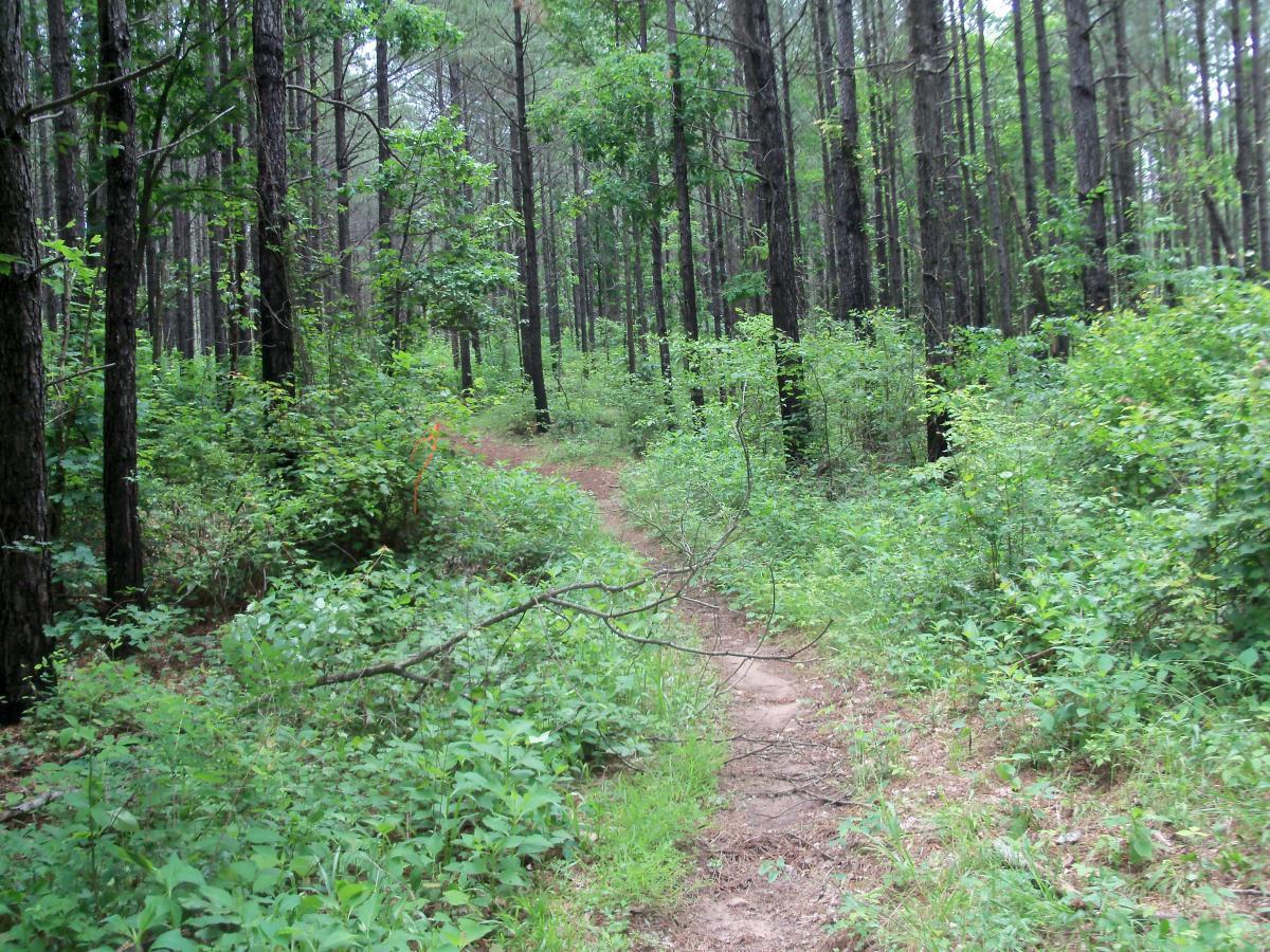 A winding dirt path through a dense forest, surrounded by tall trees and rich greenery, with patches of underbrush on either side. The scene is tranquil and inviting, illustrating a natural, wooded environment. Buncombe - Brickhouse Recreation Area mountain bike trail.