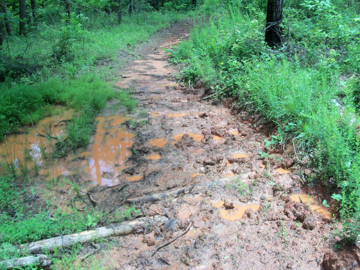 A muddy hiking trail surrounded by lush green vegetation, with puddles of water and wet soil visible along the path. The trail appears to be partially eroded, with some exposed roots and patches of grass. Buncombe - Brickhouse Recreation Area mountain bike trail.