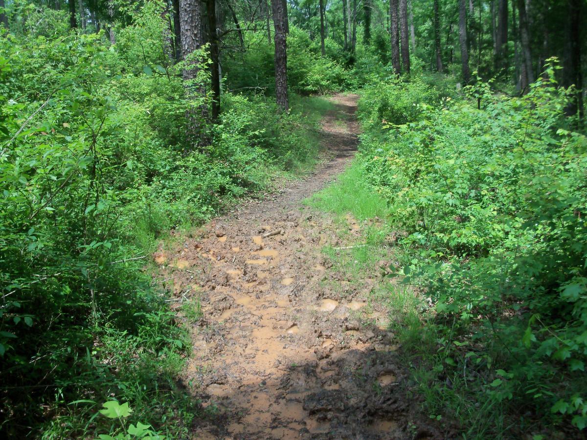 A winding dirt path through a lush green forest, surrounded by dense vegetation and tall trees. The trail is slightly muddy with visible footprints and rocks along the way, indicating some recent foot traffic. The scene is bright and vibrant, showcasing the tranquility of nature. Buncombe - Brickhouse Recreation Area mountain bike trail.