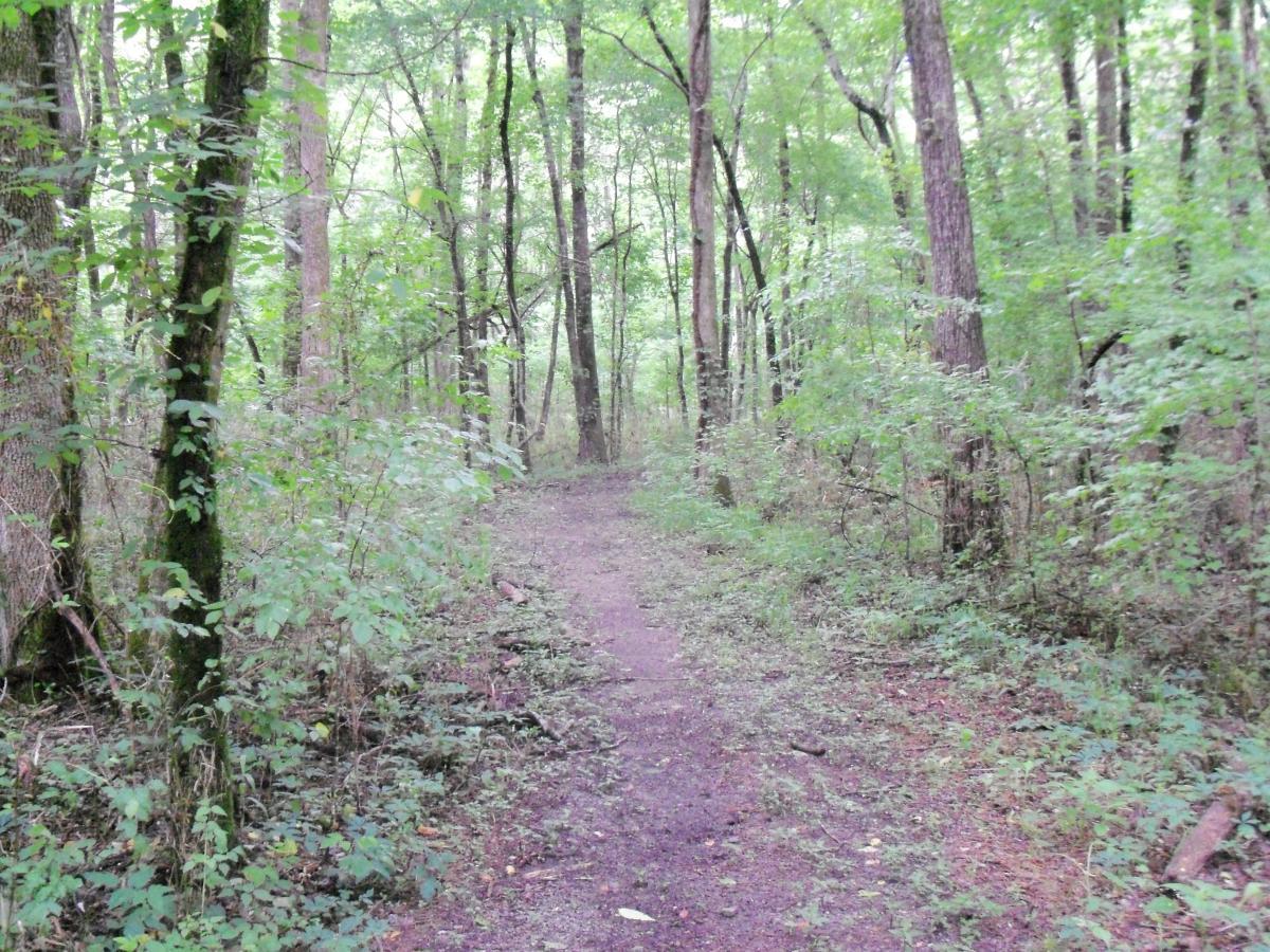 A narrow, winding path through a dense forest, flanked by tall trees and lush green foliage. The ground is covered with a mix of dirt and small stones, creating a natural trail surrounded by vibrant plants and underbrush. Buncombe - Brickhouse Recreation Area mountain bike trail.