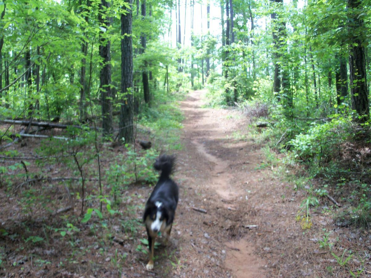 A dog walking along a dirt path in a lush green forest, surrounded by tall trees and dense foliage. Buncombe - Brickhouse Recreation Area mountain bike trail.