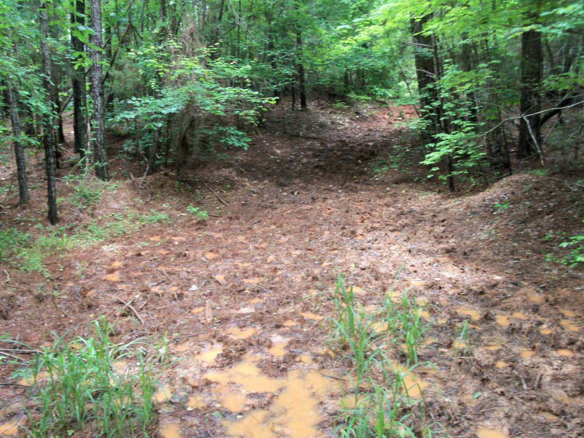 A dense forest scene featuring a muddy area with patches of standing water surrounded by pine needles and green grass. The background shows tall trees and leafy vegetation, creating a natural, wooded environment. Buncombe - Brickhouse Recreation Area mountain bike trail.