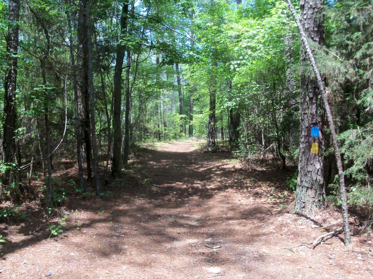 A serene forest pathway winding through lush greenery, lined by tall trees with sunlight filtering through the leaves. The path is covered in soft pine needles, with colorful trail markers visible on the trees. Buncombe - Brickhouse Recreation Area mountain bike trail.