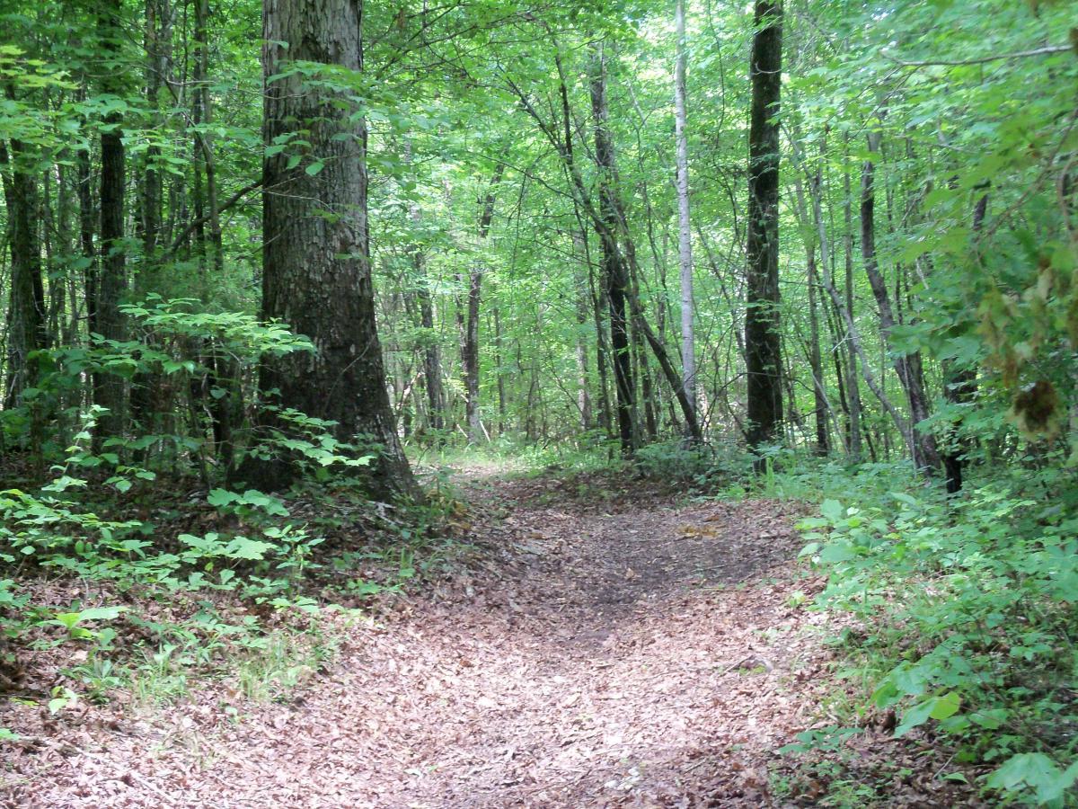 A lush green forest scene featuring a winding dirt path surrounded by tall trees and dense foliage, with fallen leaves covering the ground. The sunlight filters through the leaves, creating a serene and tranquil atmosphere. Buncombe - Brickhouse Recreation Area mountain bike trail.