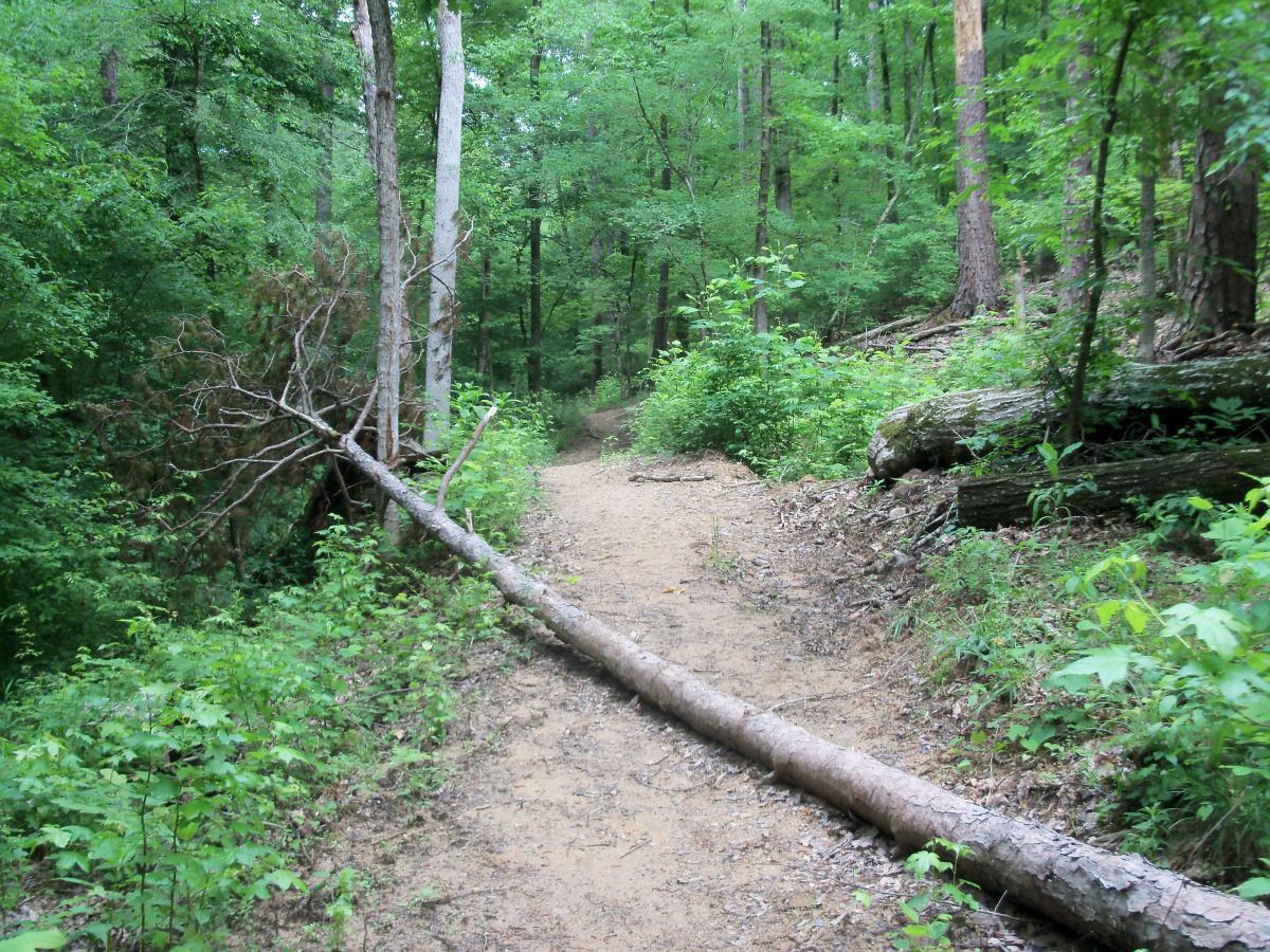 A dirt path winding through a lush, green forest, flanked by trees and dense foliage. A fallen log crosses the trail, adding a natural obstacle to the scene. The overall atmosphere is calm and serene, inviting exploration of the wooded surroundings. Buncombe - Brickhouse Recreation Area mountain bike trail.