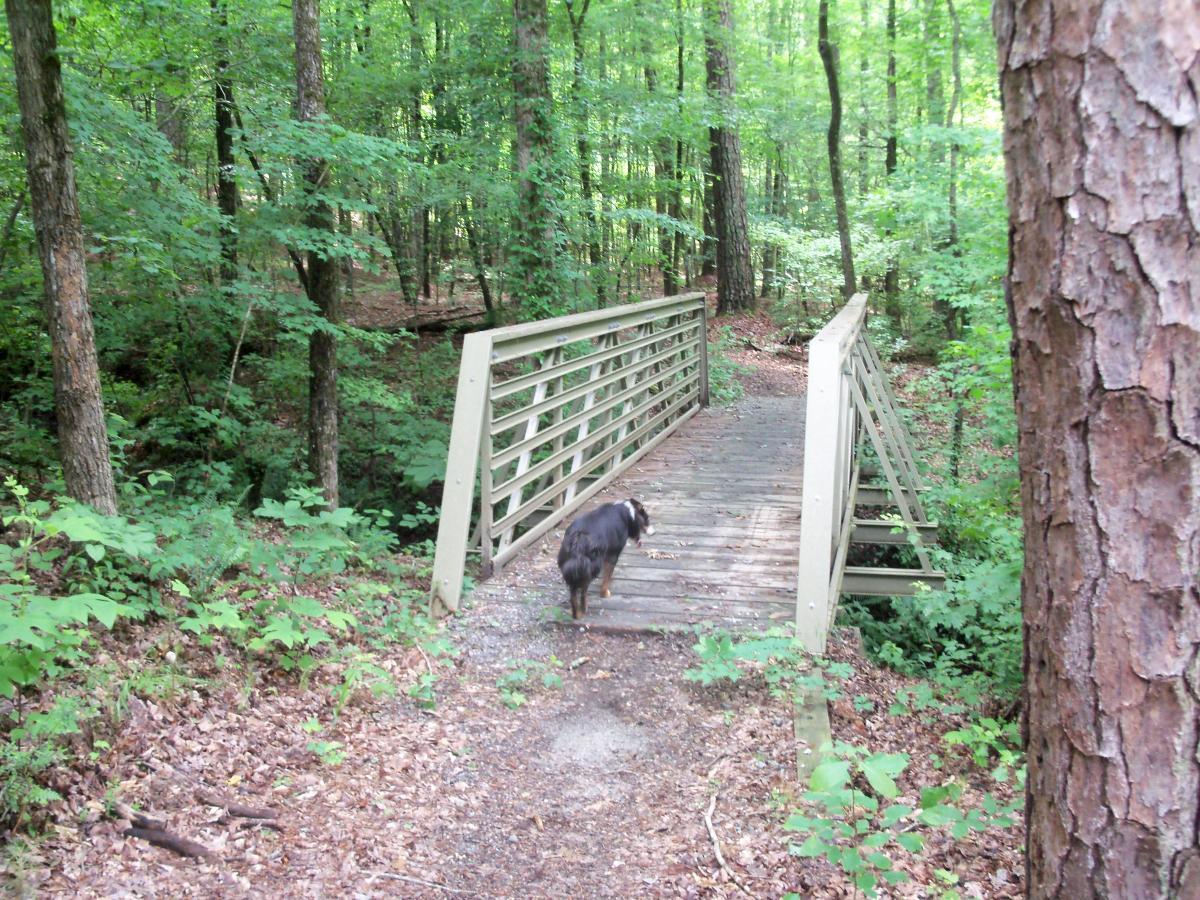A small dog walking toward a wooden bridge in a green forested area, surrounded by trees and lush foliage. Buncombe - Brickhouse Recreation Area mountain bike trail.