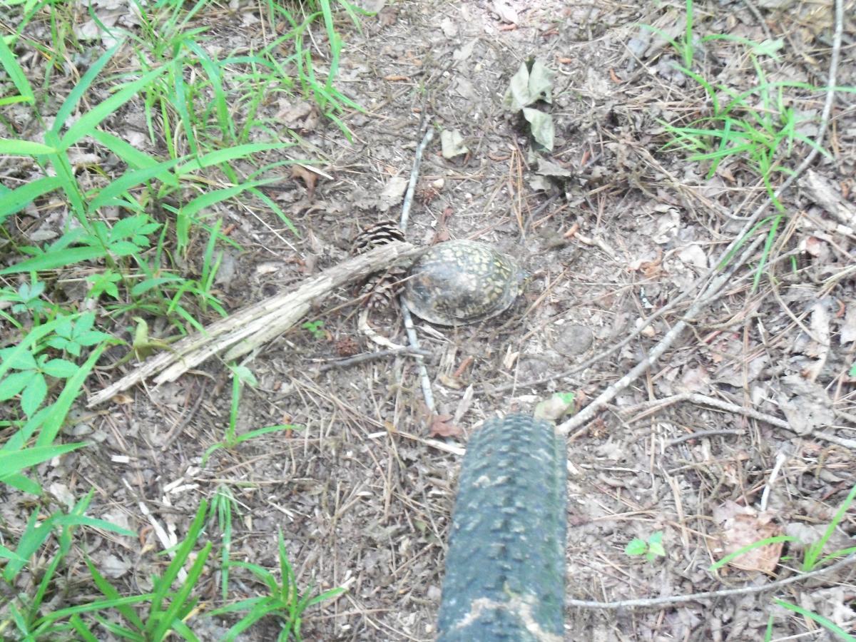 A close-up view of a turtle partially hidden among dry leaves and grass on a forest floor, with a bicycle tire visible in the foreground. Wine Creek mountain bike trail.