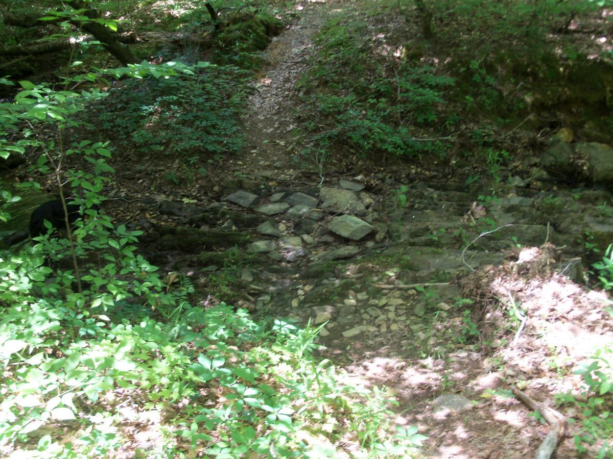 A rocky path through a lush, green forest, with sunlight filtering through the leaves. The ground is covered in small stones and surrounded by various plants and foliage. A gentle stream is visible flowing through the area. Wine Creek mountain bike trail.