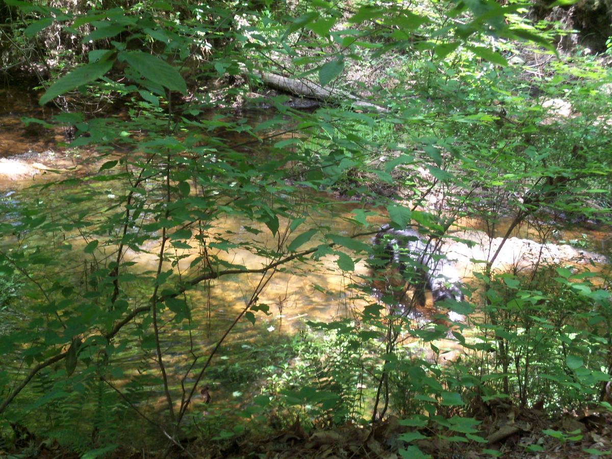 A tranquil stream flowing through a lush green forest, surrounded by various leaves and plants. Sunlight filters through the foliage, creating dappled patterns on the water's surface. Wine Creek mountain bike trail.
