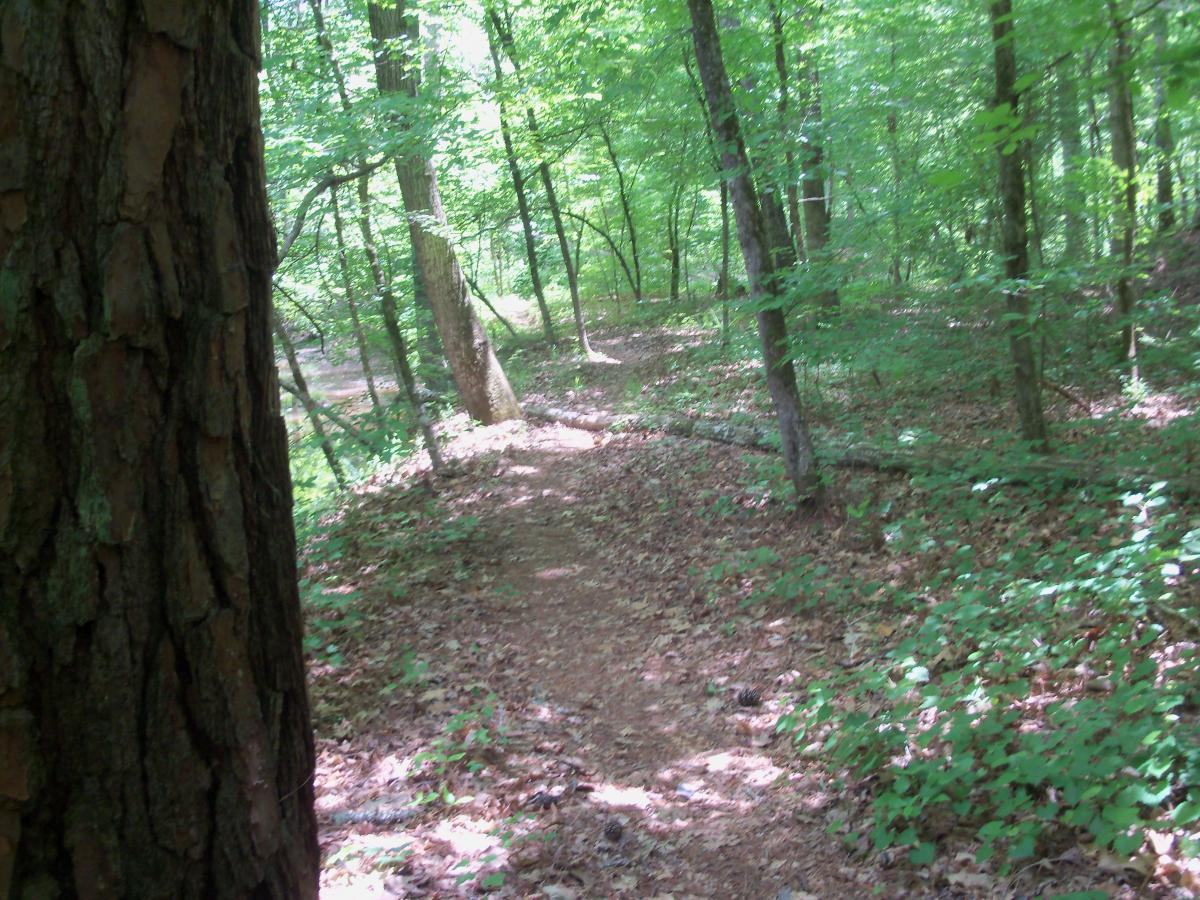 A serene forest path winding through lush greenery, flanked by tall trees with a textured bark, and scattered leaves on the ground. Sunlight filters through the canopy, creating a peaceful atmosphere. Wine Creek mountain bike trail.