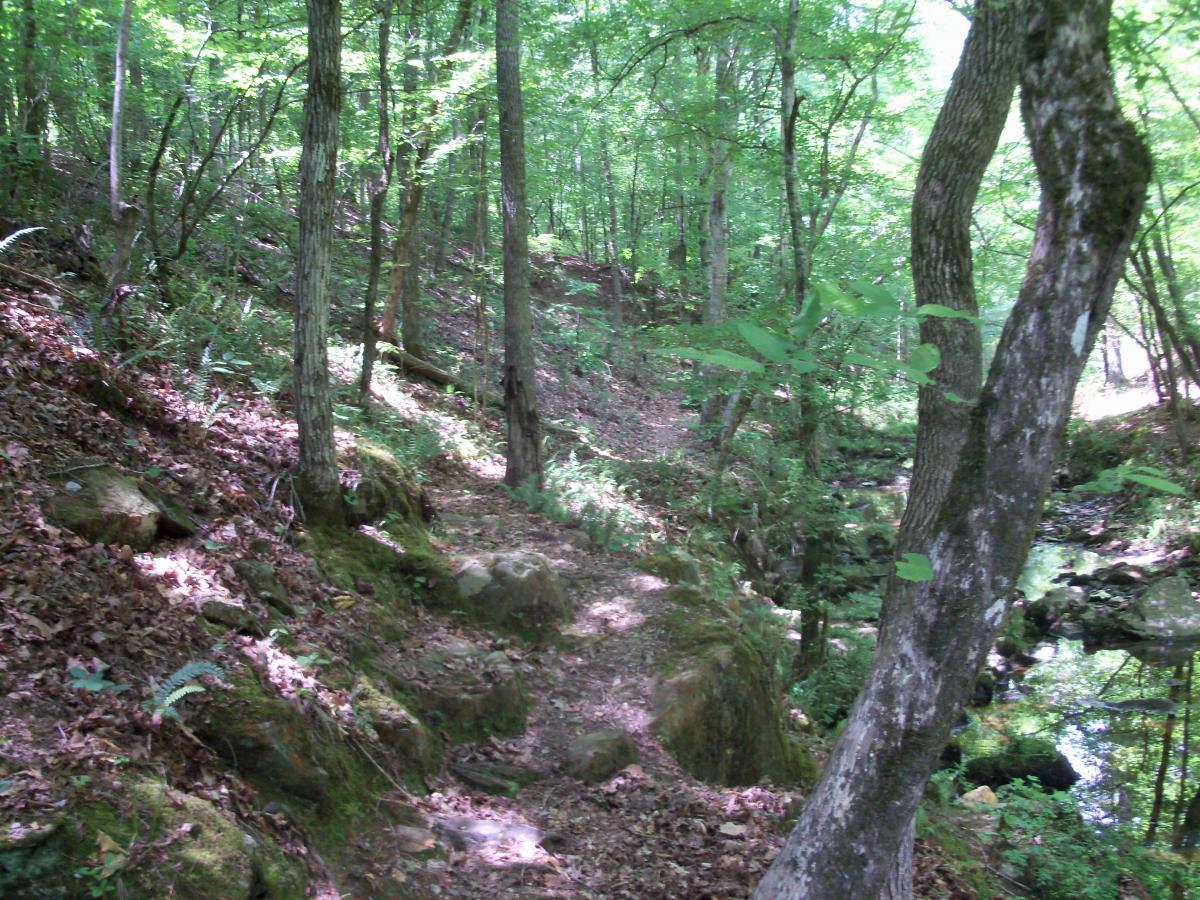 A narrow, winding trail through a lush, green forest, surrounded by trees and rocks. Sunlight filters through the leaves, casting dappled shadows on the ground covered with fallen leaves and moss. A small stream can be seen in the background, adding to the tranquil, natural atmosphere. Wine Creek mountain bike trail.