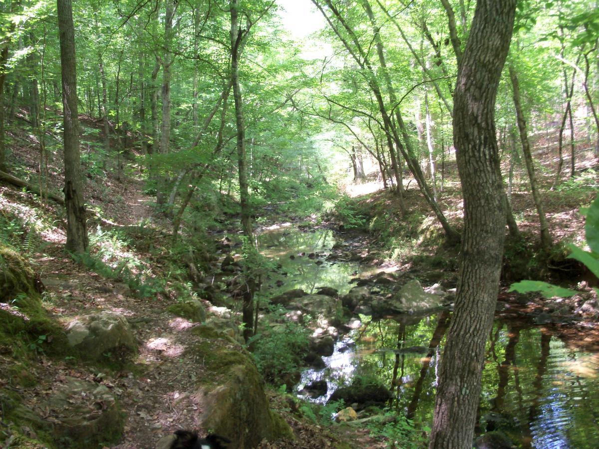A serene woodland scene featuring a narrow dirt path alongside a clear creek. The area is surrounded by lush green trees and foliage, with sunlight filtering through the leaves, creating a tranquil atmosphere. Small rocks are visible in the creek, and the ground is covered with fallen leaves and patches of moss. Wine Creek mountain bike trail.