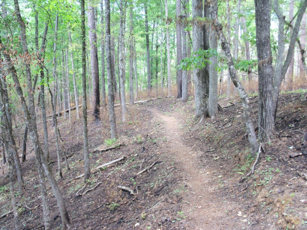 A narrow dirt path winding through a forest of tall, green trees, with patches of brown earth and fallen branches along the trail. Wine Creek mountain bike trail.