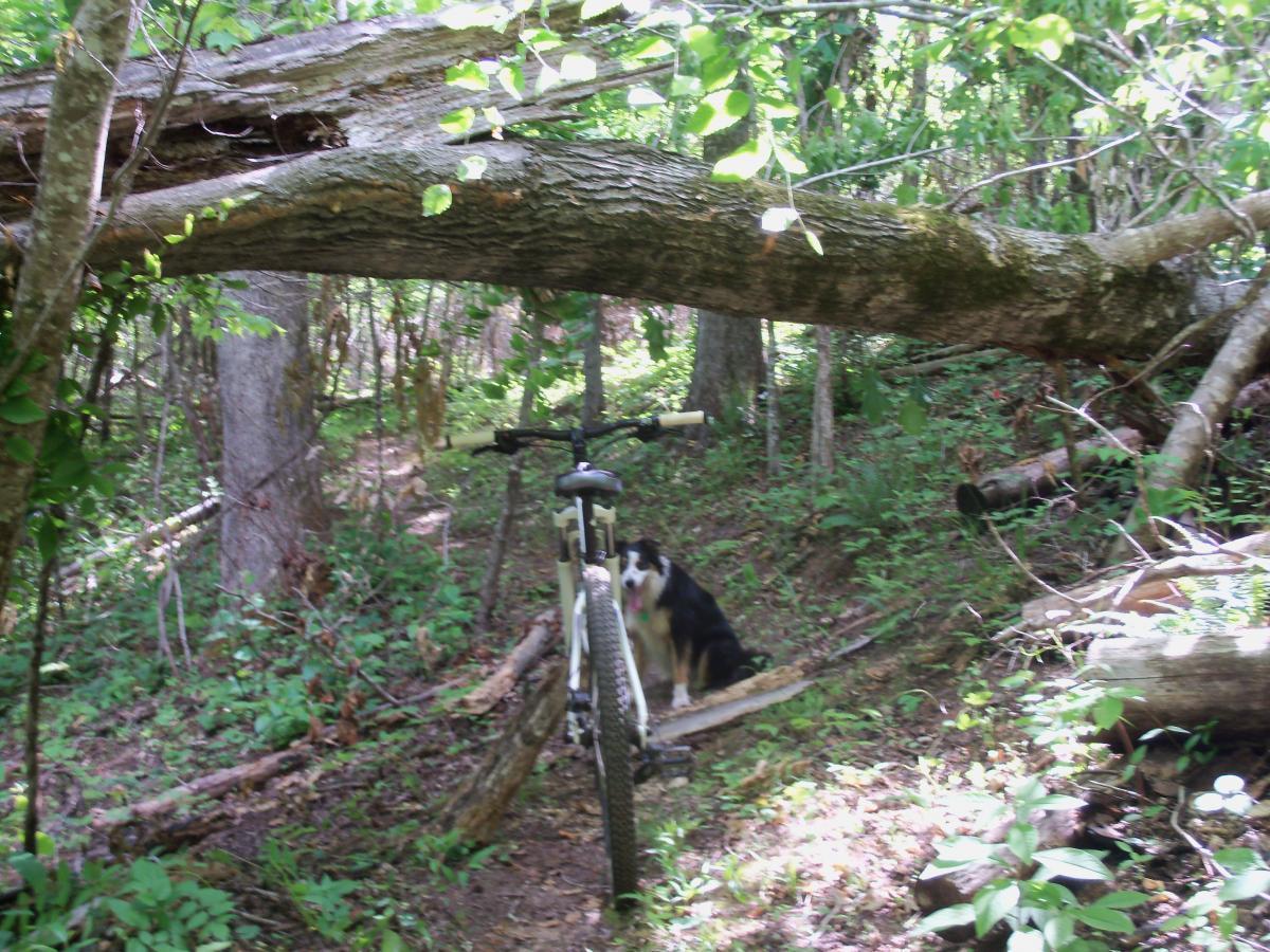 A mountain bike parked beside a fallen tree in a lush, green forest, with a dog sitting nearby on a log. The path is surrounded by dense foliage, creating a serene natural atmosphere. Wine Creek mountain bike trail.