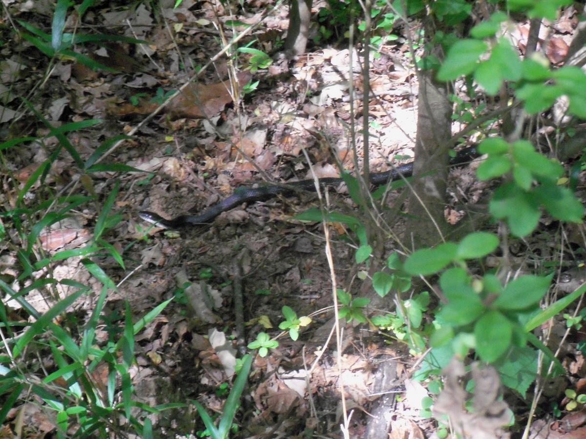 A black snake partially hidden among leaves and foliage on the forest floor, with dappled sunlight filtering through the trees. Wine Creek mountain bike trail.