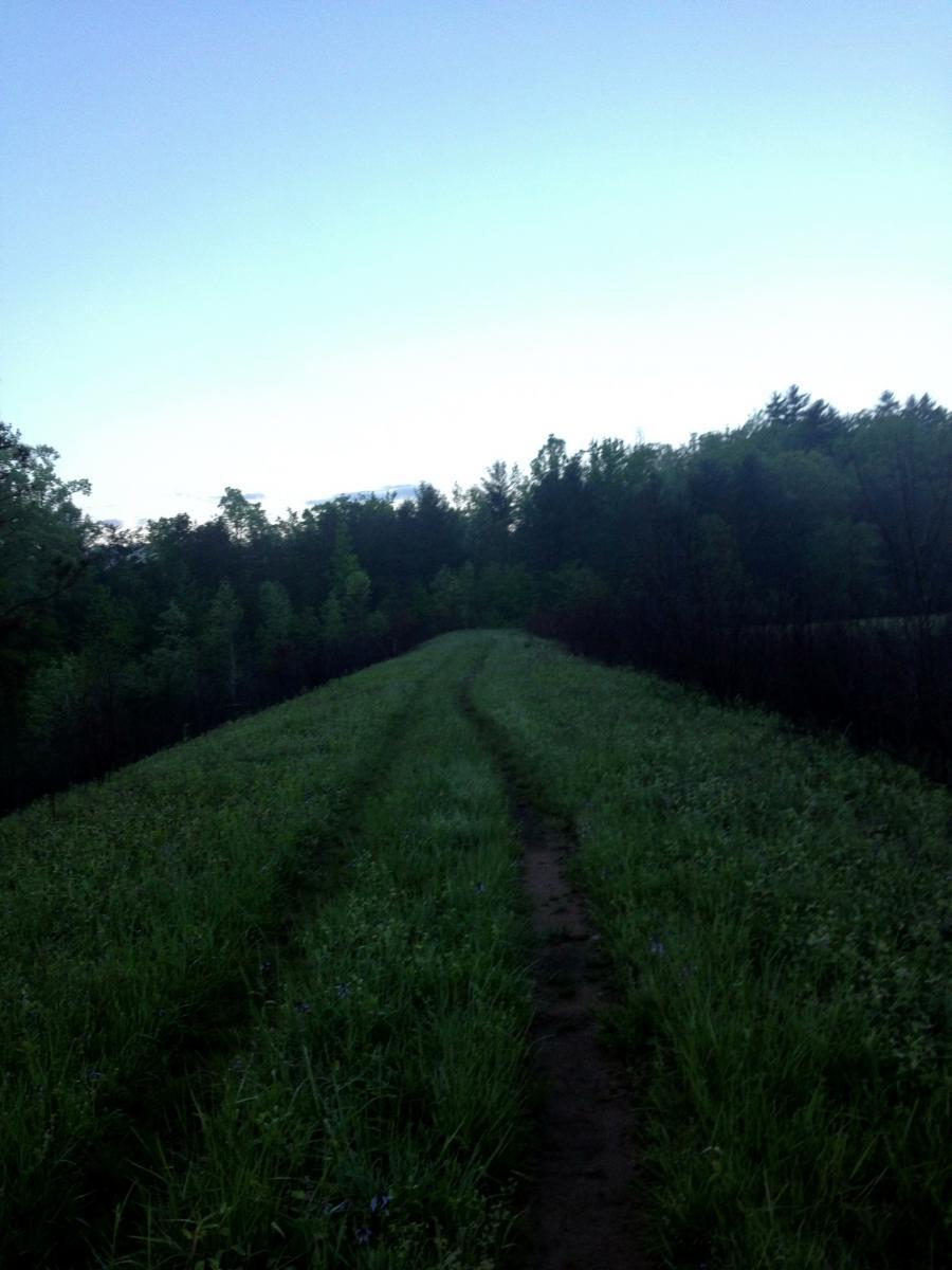 A tranquil pathway lined with lush green grass and wildflowers, leading through a wooded area under a clear morning sky. The path is slightly worn, suggesting it is frequented by hikers or nature enthusiasts. Jones Creek Ridge Trail mountain bike trail.