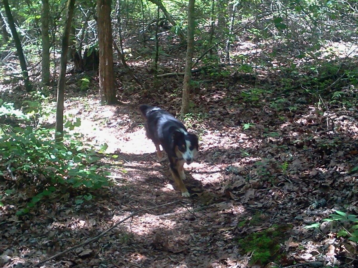 A black and brown dog walking along a dirt path in a wooded area, surrounded by green foliage and fallen leaves. Sunlight filters through the trees, casting dappled patterns on the ground. Lynches Woods mountain bike trail.