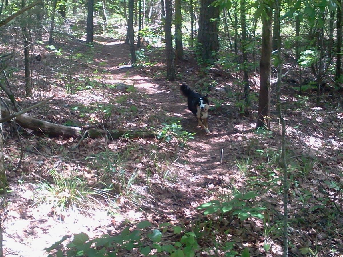 A playful dog walking along a sunlit trail in a wooded area, surrounded by trees and patches of grass and fallen leaves. Lynches Woods mountain bike trail.
