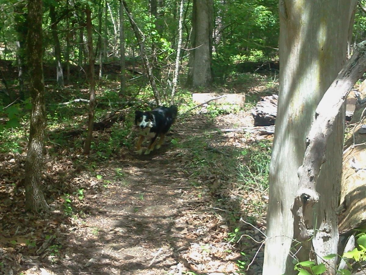 A black and tan dog running along a dirt path in a lush green forest. The scene is surrounded by trees and dappled sunlight, with fallen leaves and greenery on the ground. Lynches Woods mountain bike trail.