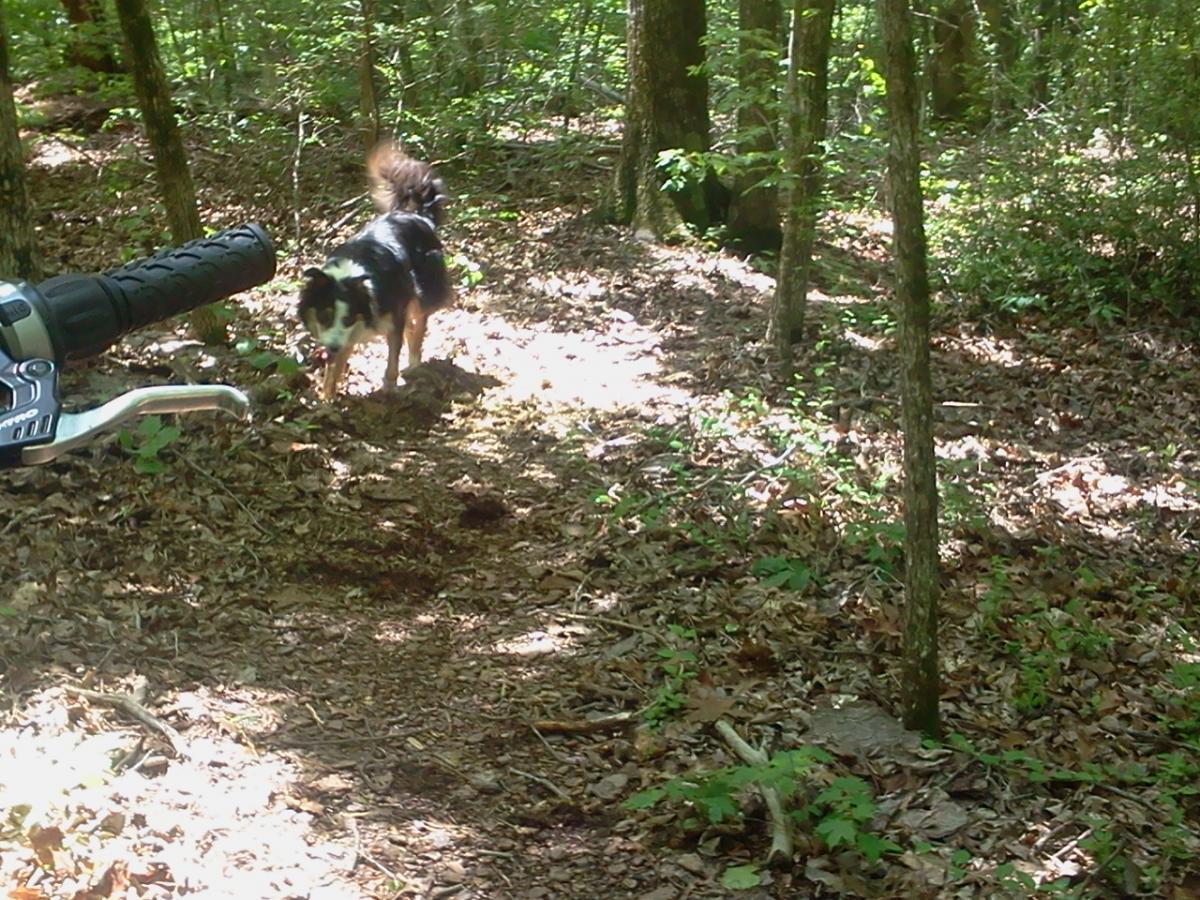 A black and white dog is walking along a dirt path in a wooded area, surrounded by trees and lush green foliage. The dog's attention is focused on the ground, and a motorcycle handlebar is partially visible in the foreground. Soft sunlight filters through the trees, creating dappled light on the ground. Lynches Woods mountain bike trail.