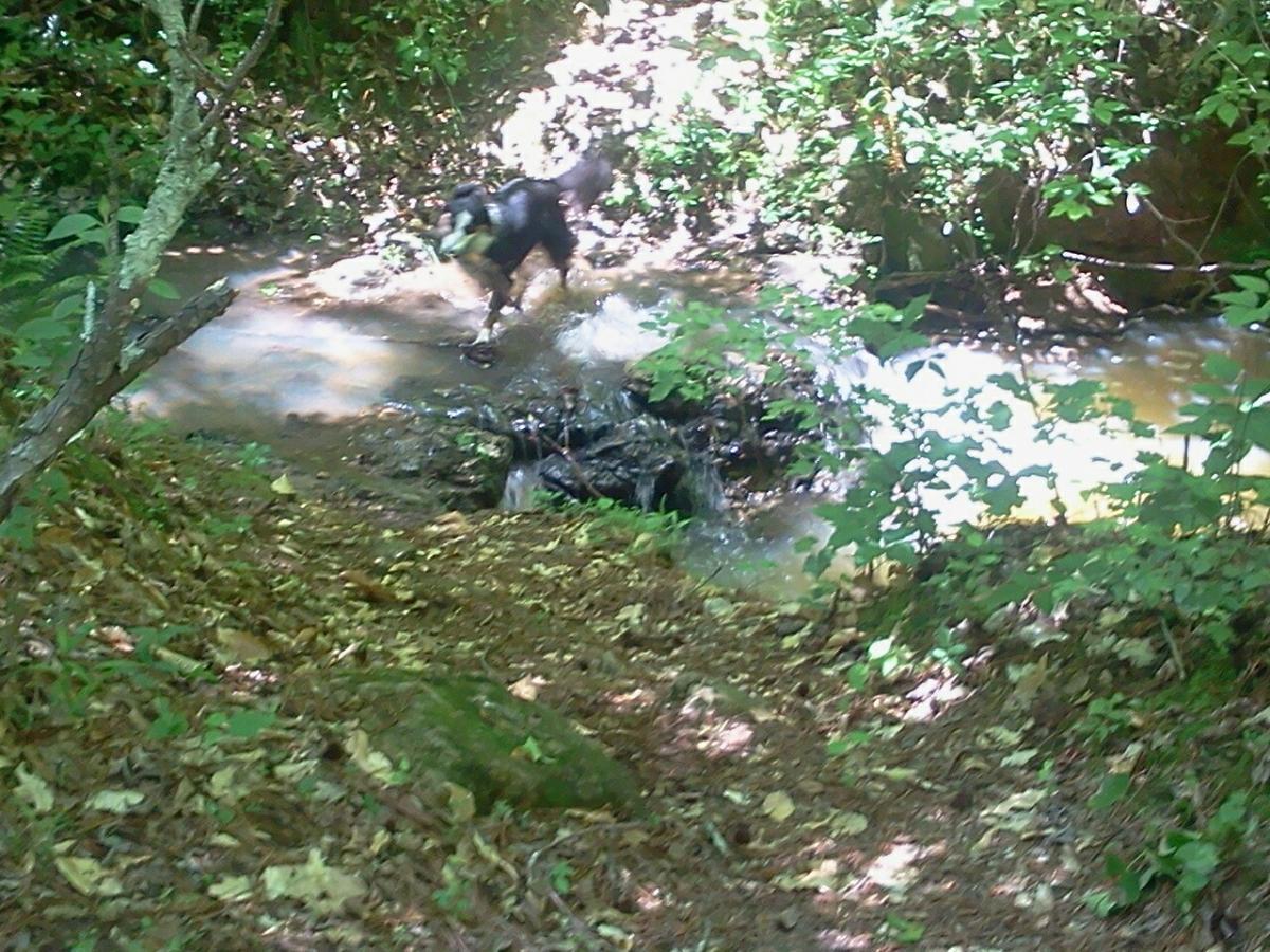 A black and white dog splashes in a shallow stream surrounded by lush green foliage and dappled sunlight filtering through the trees. The ground is covered in leaves and small rocks, creating a natural, forested setting. Lynches Woods mountain bike trail.