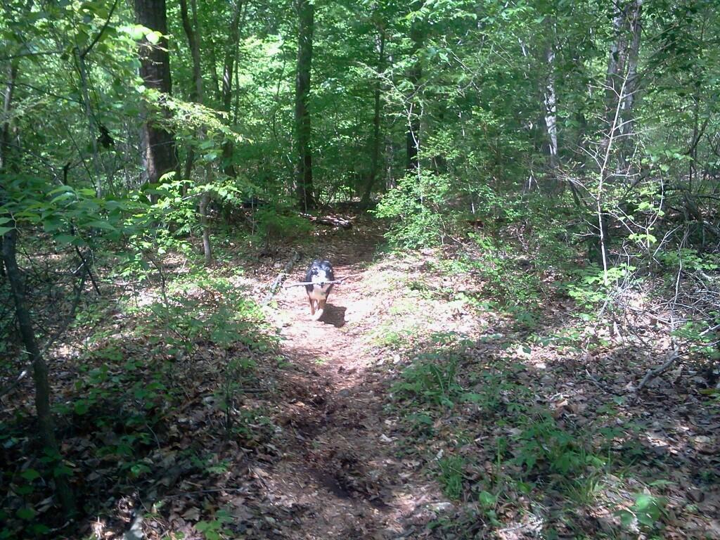 A dog walking down a narrow dirt path in a lush green forest, surrounded by trees and underbrush. Sunlight filters through the leaves, creating a dappled light effect on the ground. Lynches Woods mountain bike trail.