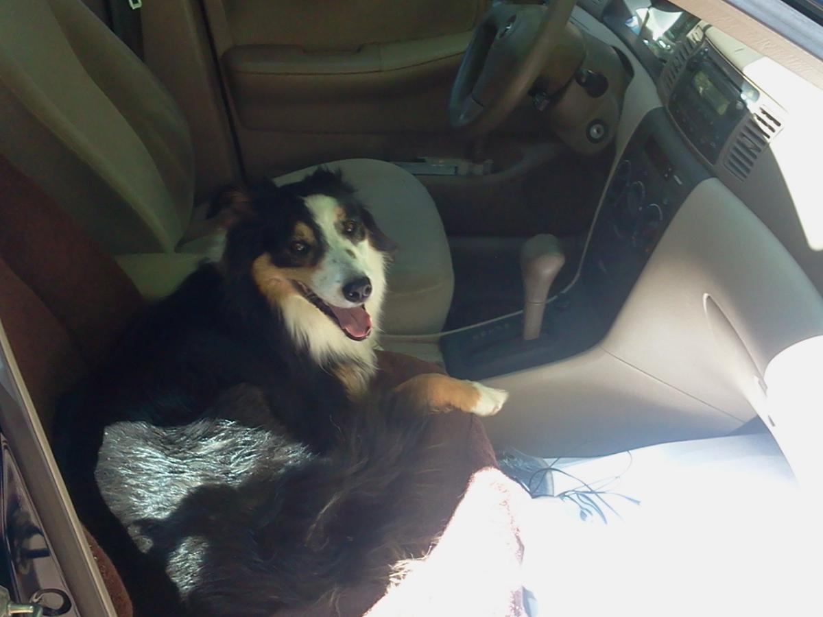 A dog with a black and white coat sits comfortably in the passenger seat of a car, looking happy and relaxed. The car interior features light-colored upholstery and a visible steering wheel and dashboard. Sunlight is streaming in through the windows, illuminating the scene. Lynches Woods mountain bike trail.