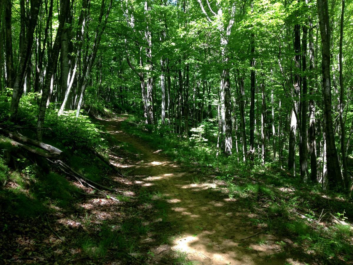 A scenic trail winding through a lush, green forest filled with vibrant trees and sunlight filtering through the leaves. The pathway is made of dirt, surrounded by ferns and underbrush, creating a peaceful and natural atmosphere. Avery Creek / 327 mountain bike trail.