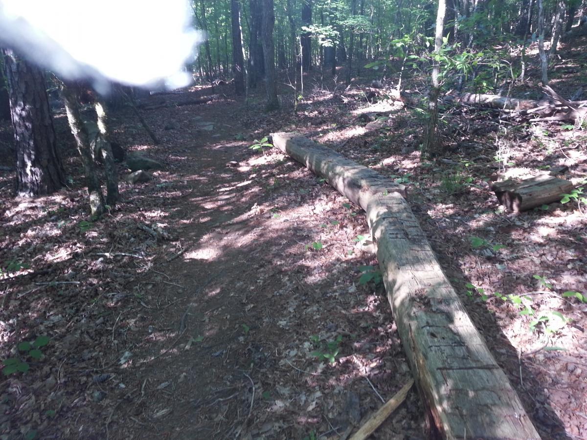 A dirt trail winding through a forest with tall trees and scattered leaves, featuring a large fallen log partially obstructing the path. Sunlight filters through the canopy, creating dappled shadows on the ground. Tannehill Historic Ironworks State Park mountain bike trail.