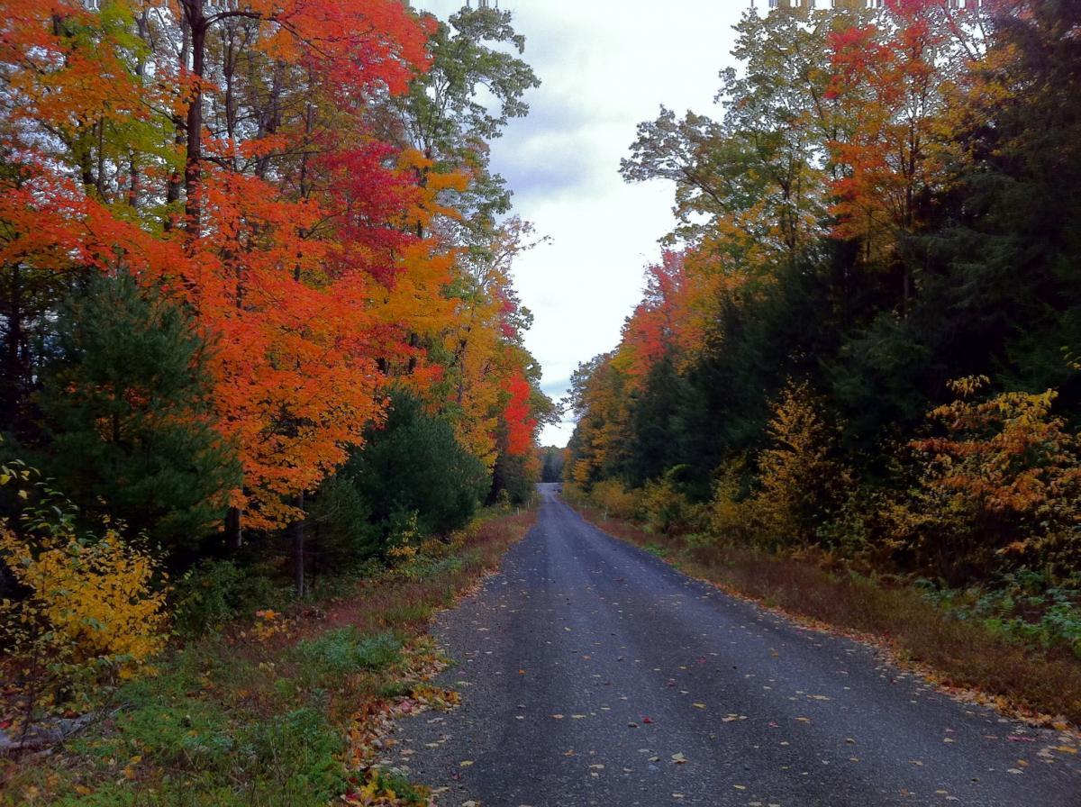 A scenic view of a gravel road lined with vibrant autumn trees displaying shades of orange, red, and yellow foliage, under a cloudy sky. The road stretches into the distance, surrounded by greenery and fallen leaves, creating a tranquil fall landscape. Roaring Creek Watershed mountain bike trail.