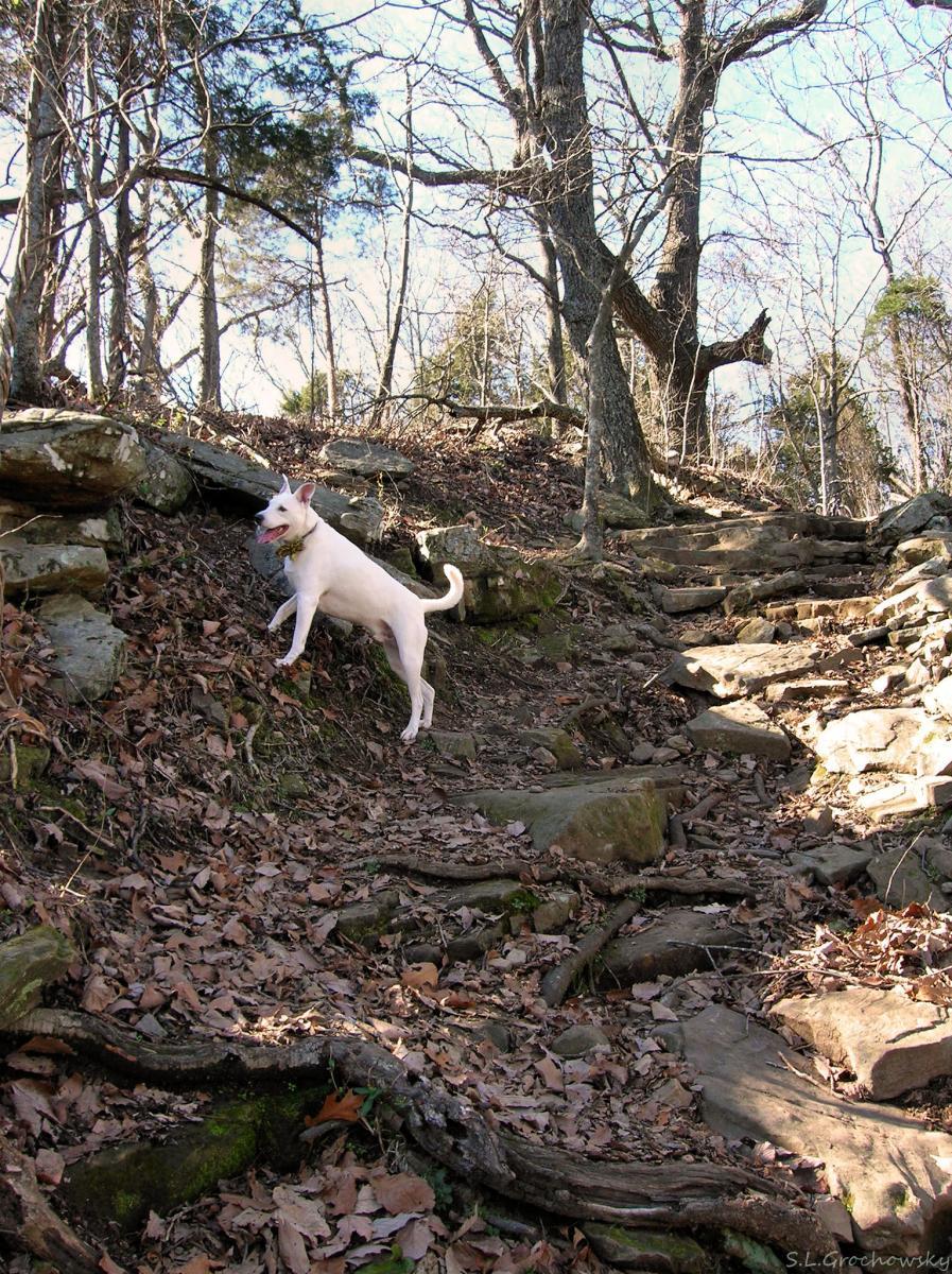 A playful white dog standing on a rocky trail surrounded by bare trees and fallen leaves, with a bright blue sky in the background. The dog appears to be exploring the natural environment, with its ears perked up and a happy expression. Monte Sano State Park &amp; Land Trust mountain bike trail.