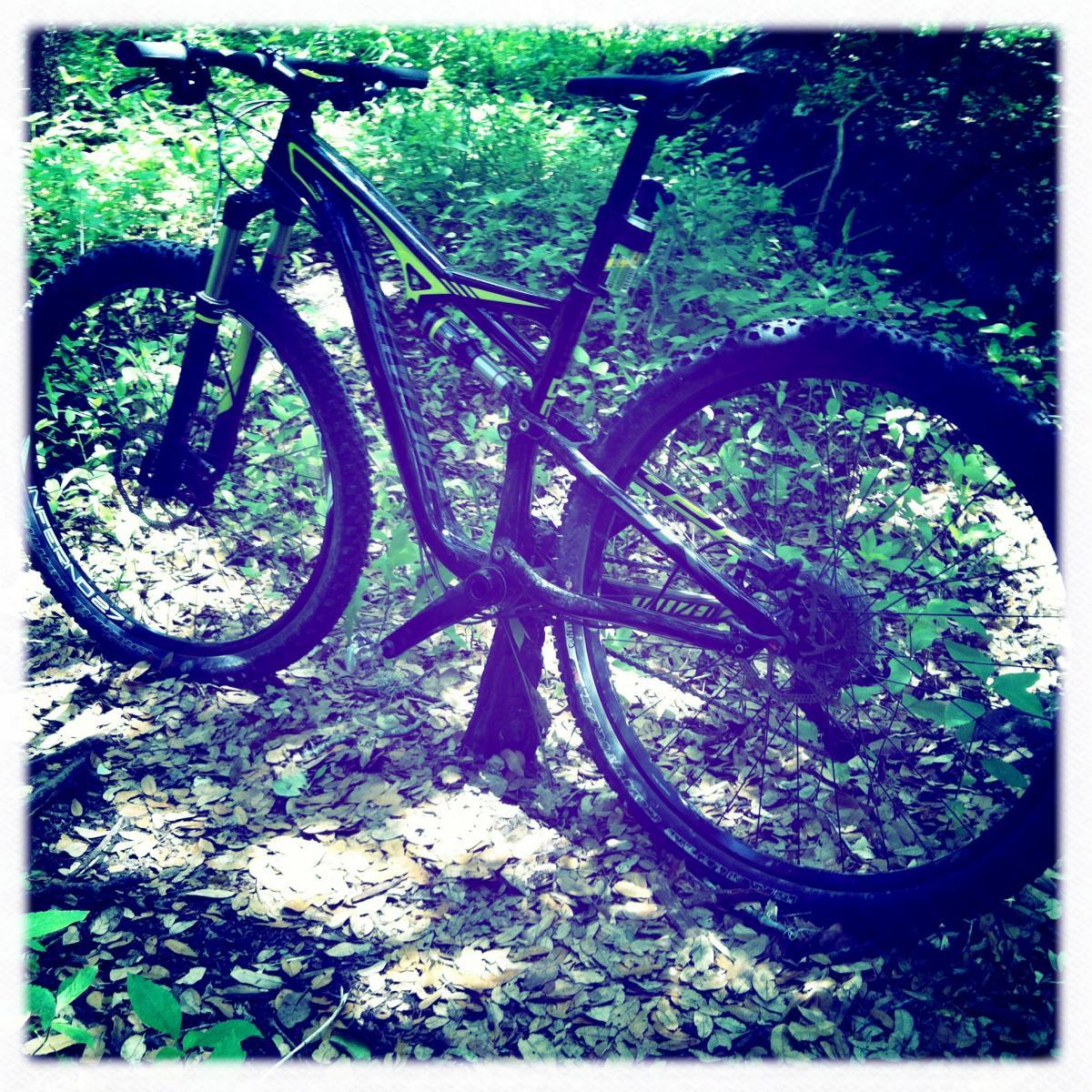 Specialized Camber: A mountain bike resting on a bed of fallen leaves in a lush, green wooded area. The bike features thick tires and a modern frame design, surrounded by vegetation under dappled light.