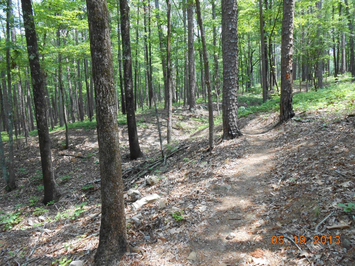 A peaceful forest scene featuring a winding dirt path surrounded by tall trees with green foliage. The forest floor is covered with leaves and twigs, showcasing a natural, serene environment. Iron Mountain mountain bike trail.