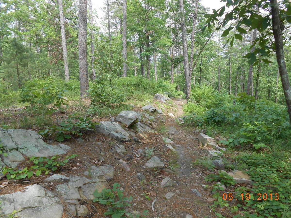 A narrow, winding trail cuts through a lush green forest filled with tall trees and dense vegetation. Rocky terrain is visible along the sides of the path, suggesting a natural and untouched landscape. The image captures a serene outdoor setting, ideal for hiking or nature walks. Iron Mountain mountain bike trail.